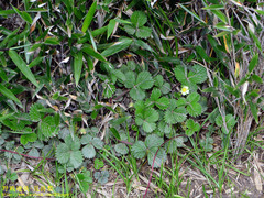Fragaria hayatae