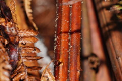 Hispidula dicksoniae