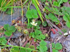 Fragaria hayatae