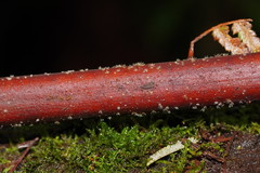 Hispidula dicksoniae