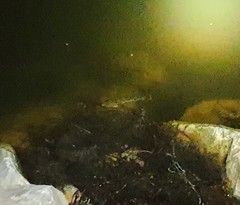 Pseudaphritis urvillii