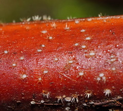 Hispidula dicksoniae