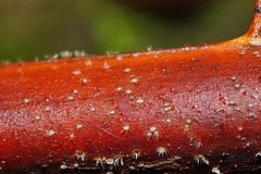 Hispidula dicksoniae