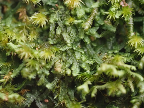 Bazzania brighamii