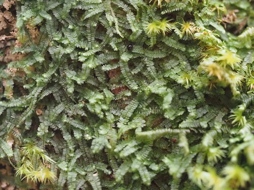 Bazzania brighamii