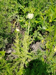 Carduus nutans leiophyllus