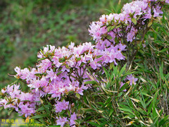 Rhododendron rubropilosum taiwanalpinum