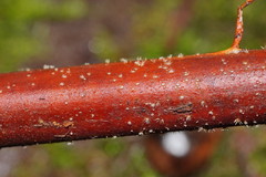 Hispidula dicksoniae