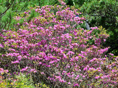 Rhododendron rubropilosum taiwanalpinum