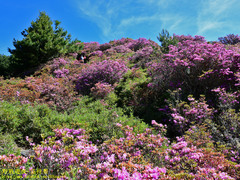 Rhododendron rubropilosum taiwanalpinum