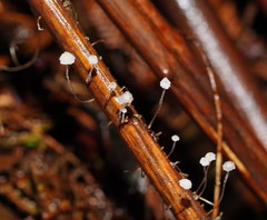 Mycena albidocapillaris