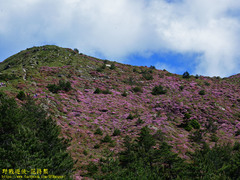 Rhododendron rubropilosum taiwanalpinum