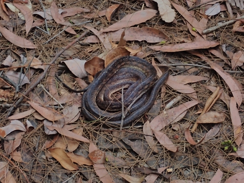 Brown Tree Snake sighting