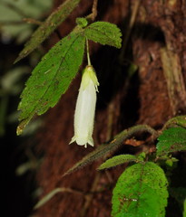 Fieldia australis
