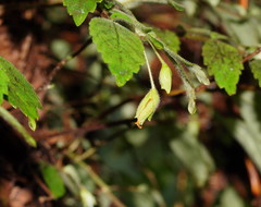 Fieldia australis