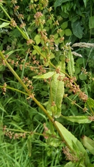Rumex sanguineus