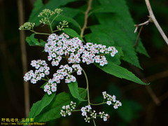 Spiraea formosana
