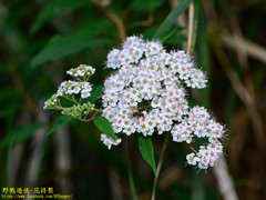 Spiraea formosana