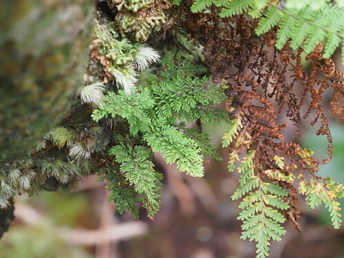 Adenophorus abietinus observed 2024-10-12
