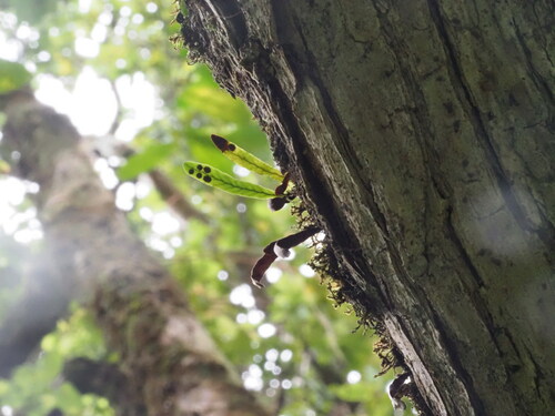 Adenophorus oahuensis observed 2024-10-12