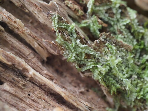Lophocolea autoica