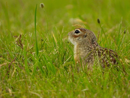 Podolian Ground Squirrel (Spermophilus odessanus) — Data Deficient Mammalia