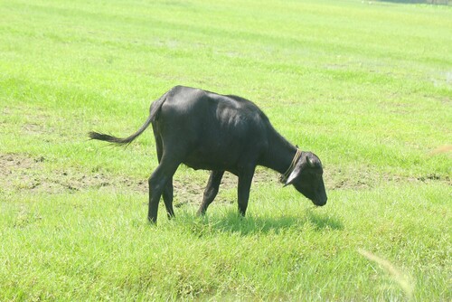 Domestic Water Buffalo