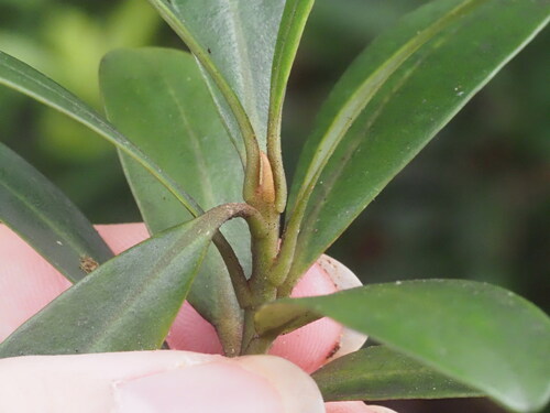 Image of Myrsine lessertiana by (c) Kevin Faccenda, some rights reserved (CC BY)