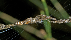 Cyclosa bacilliformis