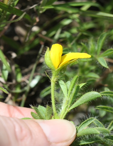 Addo SIlverpod (Argyrolobium barbatum)