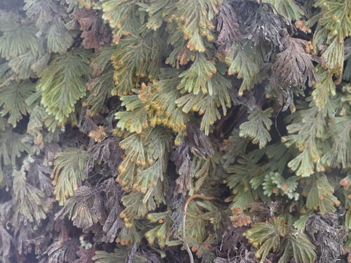 Image of Hymenophyllum obtusum by (c) Kevin Faccenda, some rights reserved (CC BY)