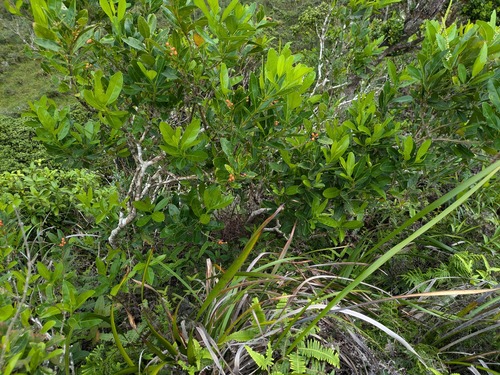 Citharexylum caudatum observed 2024-10-12
