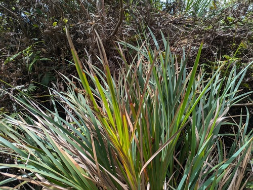 Machaerina mariscoides observed 2024-10-12