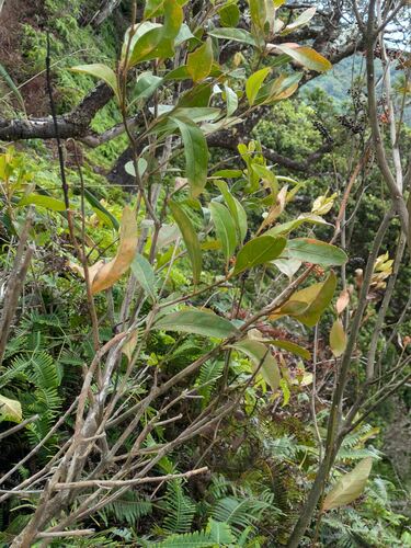 Citharexylum caudatum observed 2024-10-12