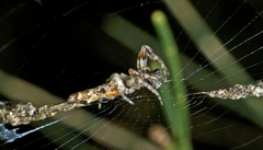 Cyclosa bacilliformis