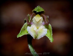 Epipactis microphylla