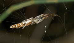 Cyclosa bacilliformis