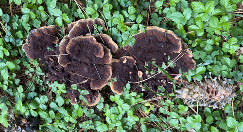 Phaeolus schweinitzii