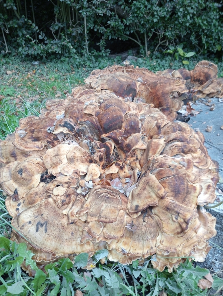 Giant Polypore from Clifton, York, UK on October 15, 2024 at 10:21 AM ...