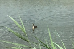 Podiceps cristatus