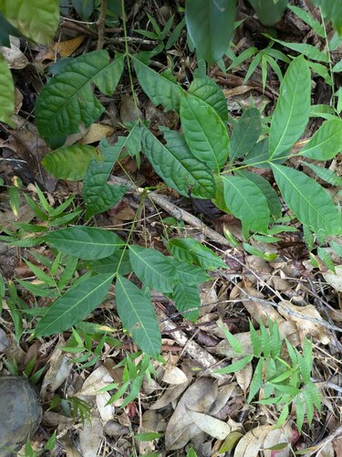 Swietenia macrophylla observed 2024-10-12