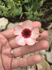 Linaceae
