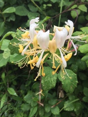 Lonicera periclymenum