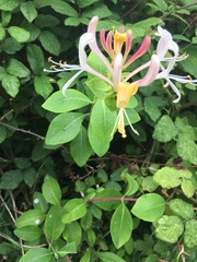 Lonicera periclymenum