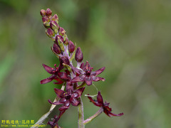 Veratrum formosanum