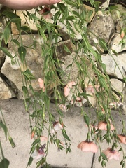 Linaceae