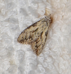 Nola pleurochorda