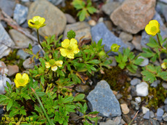 Ranunculus formosa-montanus