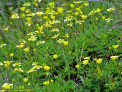 Ranunculus formosa-montanus