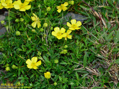 Ranunculus formosa-montanus